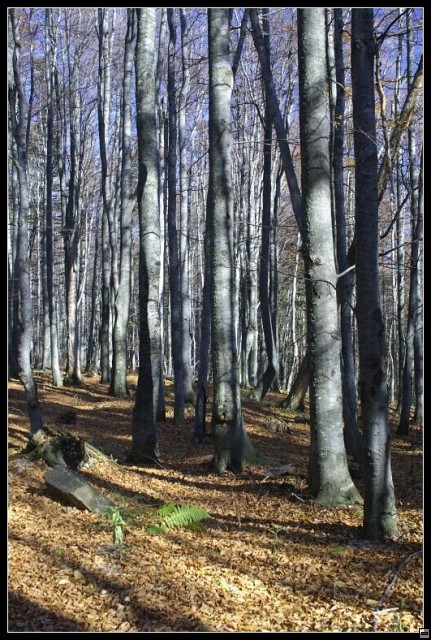 img00069.jpg